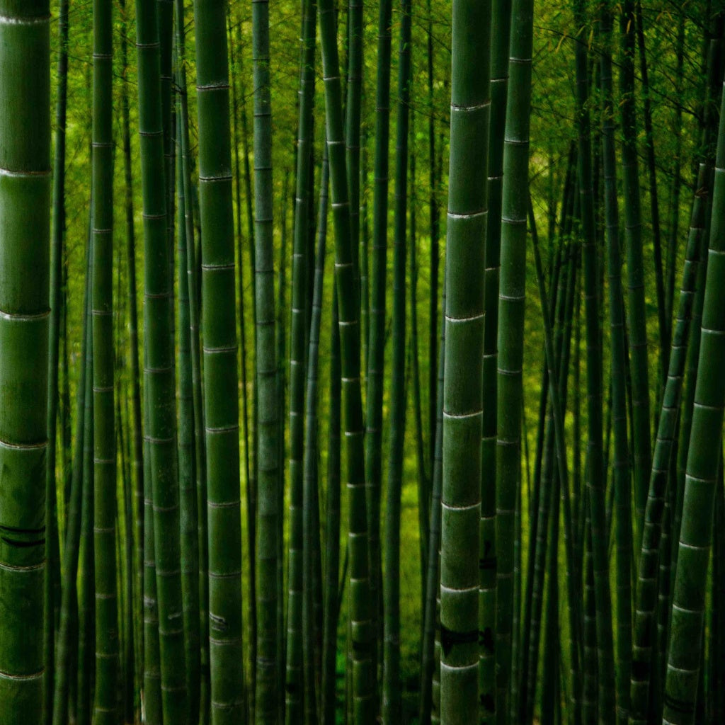 Bambus